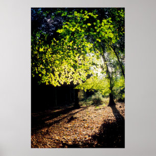 Póster Los bosques en primavera