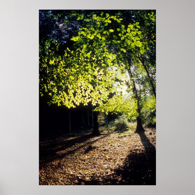 Póster Los bosques en primavera (Frente)