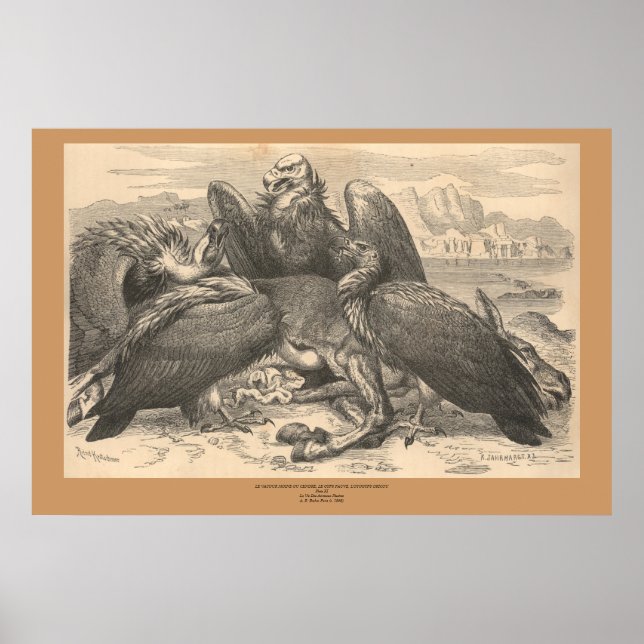 Póster Los buitres (Frente)