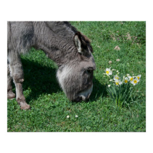 Póster Los burros no se comen folletos salvajes