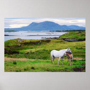 Póster Los caballos de Connemara el   Galway, Irlanda
