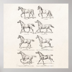 Póster Los caballos de Ilustracion de los años 1800