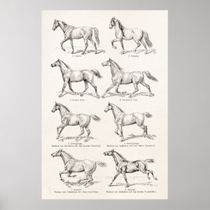 Póster Los caballos de Ilustracion de los años 1800