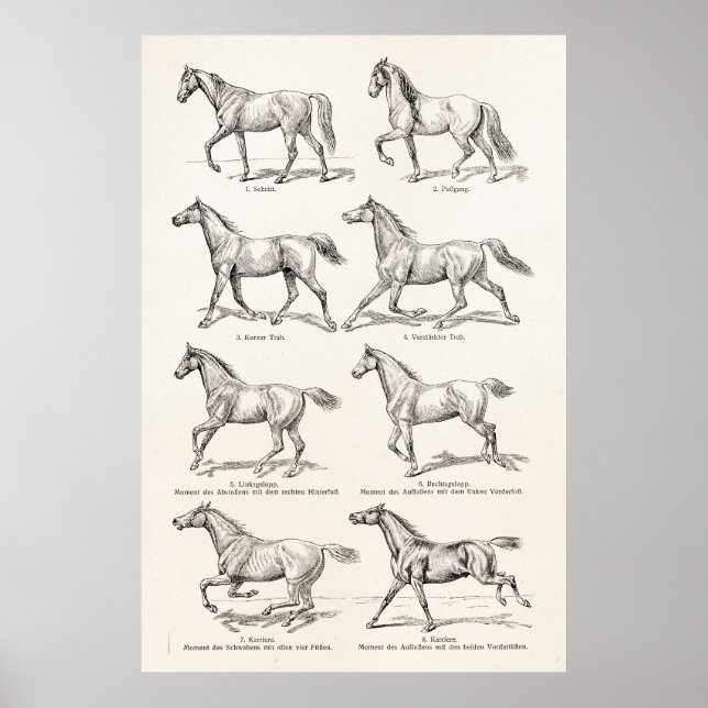 Póster Los caballos de Ilustracion de los años 1800 (Frente)