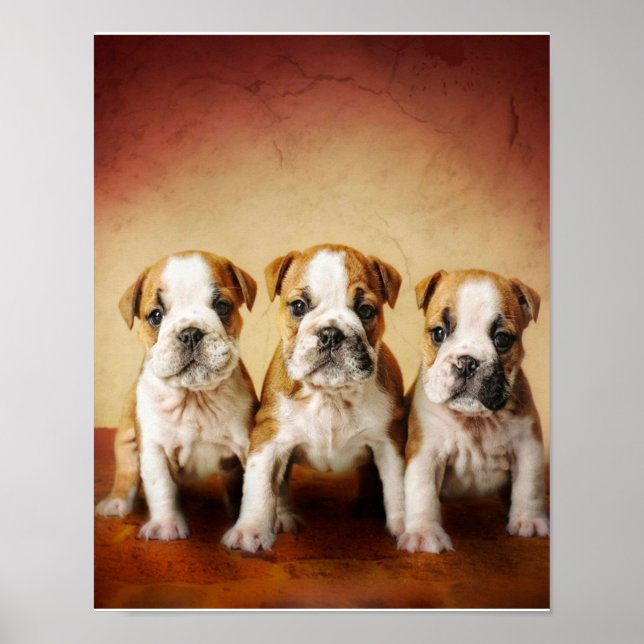 Póster Los cachorros de Bulldog inglés son muy amables (Frente)