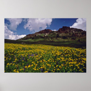 Póster Los campos de flor cerca del Sonora pasan,
