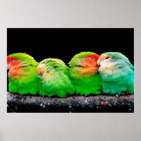 Los canarios adultos son aves pequeñas, de unos 12