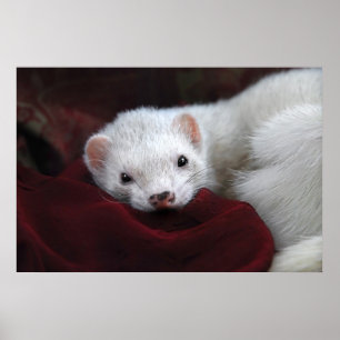 Póster Los chantais si del Tu bien…