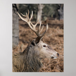 Póster Los ciervos del Rey de Richmond Park, Londres, Rei