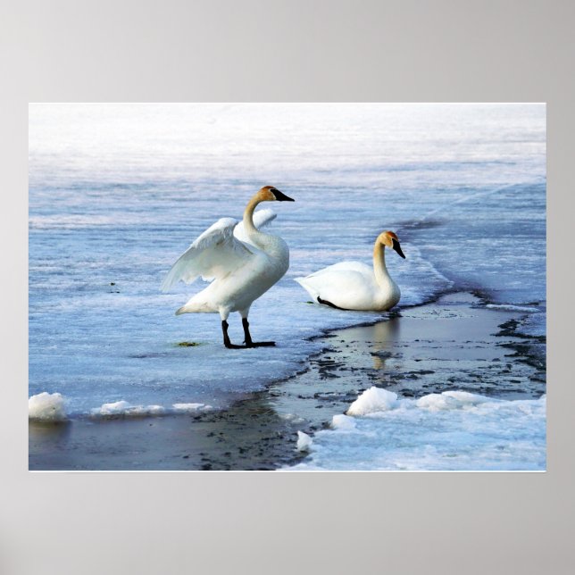 Póster Los cisnes de Trumpeter rompen hielo (Frente)