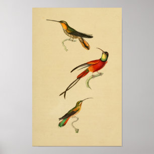 Póster Los colibríes del vintage 1830 imprimen verde rojo