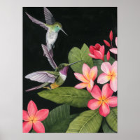 Los colibríes en la Plumeria