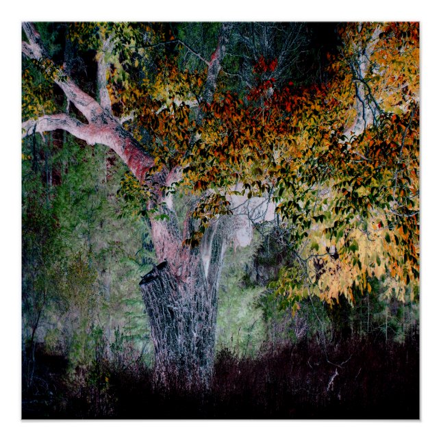 Póster Los colores de otoño...... (Anverso)