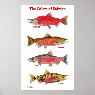 Póster Los colores de salmones