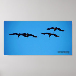 Póster Los Cuatro Pelícanos