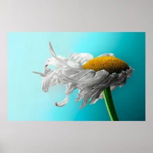 Póster Los Daisies Muertos Raras Veces Mentirán