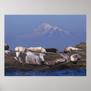 Póster Los días soleados vuelven a estar aquí - Impresion