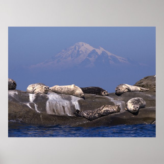 Póster Los días soleados vuelven a estar aquí - Impresion (Frente)