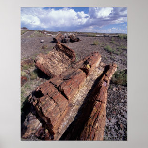 Póster Los E.E.U.U., Arizona, parque nacional del bosque