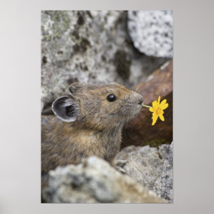 Póster Los E.E.U.U., Washington, parque nacional de las