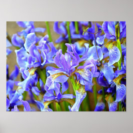 Póster Los encantadores irlandeses púrpura en mayo