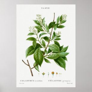 Póster Los escándalos de las Celastrus agridulces estadou