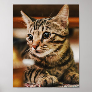 Póster Los Gatos Son Los Mejores 85