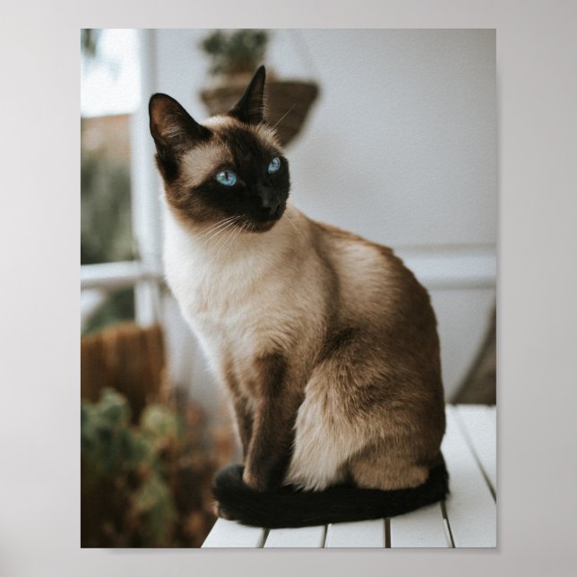 Póster Los Gatos Son Los Mejores 86 (Frente)