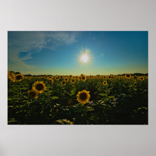 Póster Los girasoles al atardecer