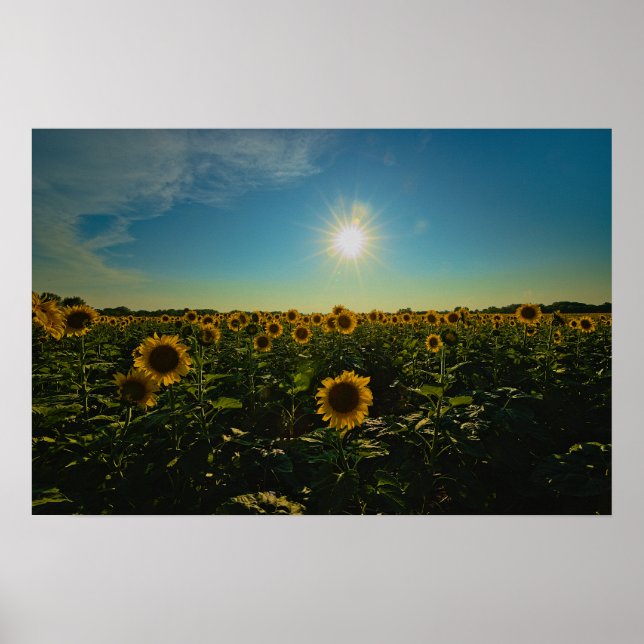 Póster Los girasoles al atardecer (Frente)