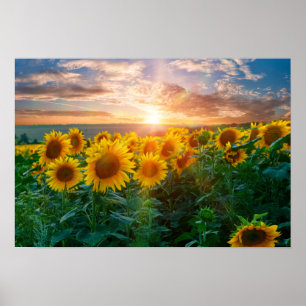 Póster Los girasoles al atardecer