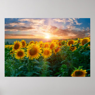 Póster Los girasoles al atardecer