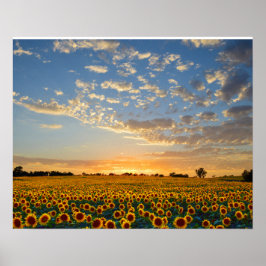 Póster Los girasoles al atardecer