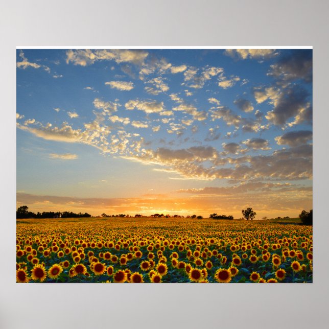 Póster Los girasoles al atardecer (Frente)