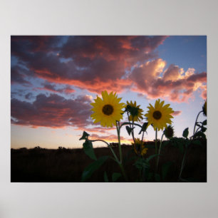 Póster Los girasoles en la puesta de sol