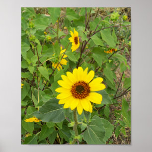 Póster Los Girasoles Se Inundan En El Viento,