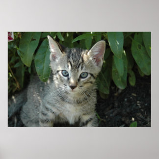 Póster Los gitanos son lindos