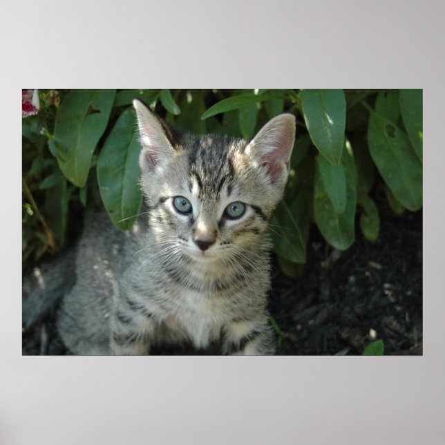 Póster Los gitanos son lindos (Frente)