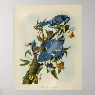 Póster Los grifos azules de Audubon