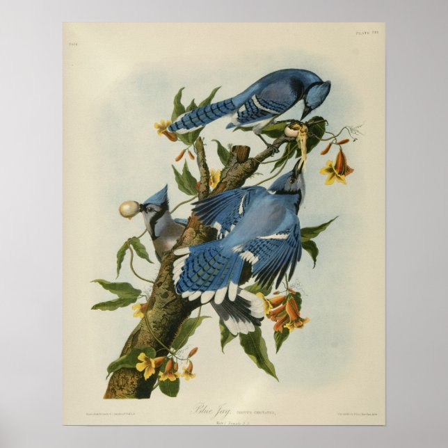 Póster Los grifos azules de Audubon (Frente)