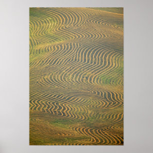 Póster Los guisantes de lentejas se pararon y esperan la 