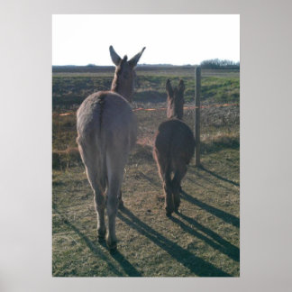 Póster Los hermanos Donkey