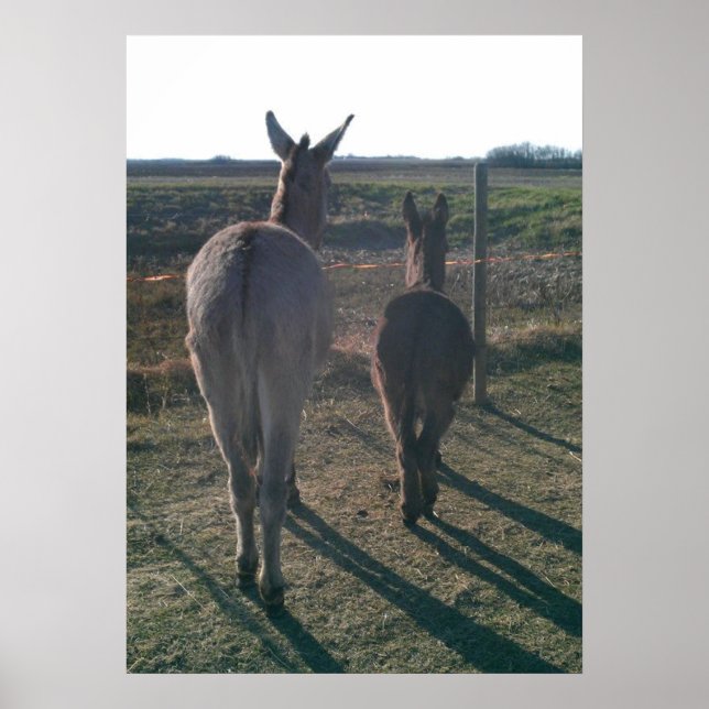 Póster Los hermanos Donkey (Frente)