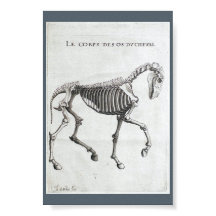 Los huesos de un caballo