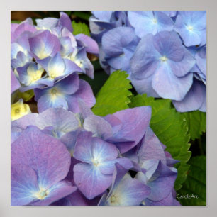 Póster Los Hydrangeas azules más azules
