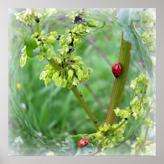 Póster los ladybugs (Frente)