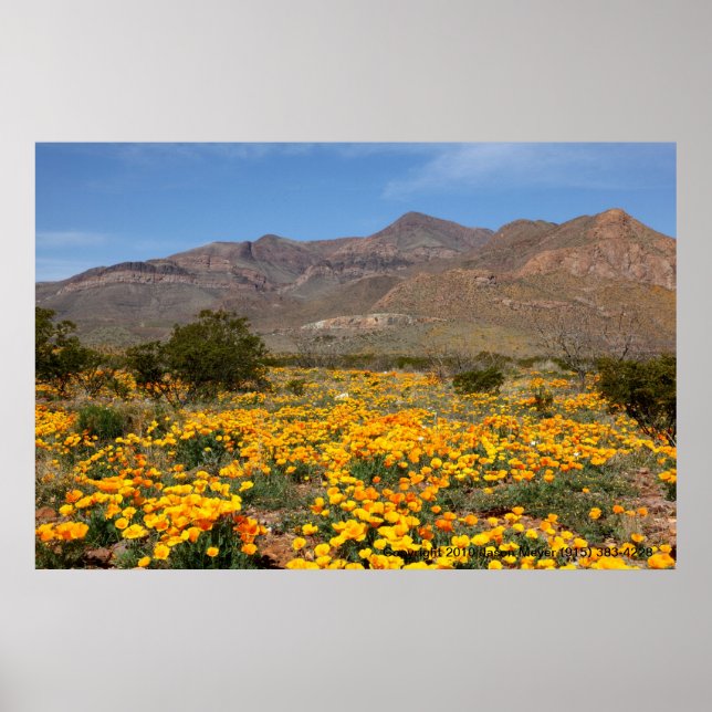 Póster Los lapachos de El Paso (Frente)