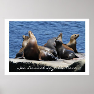 Póster Los leones marinos de La Jolla Cove
