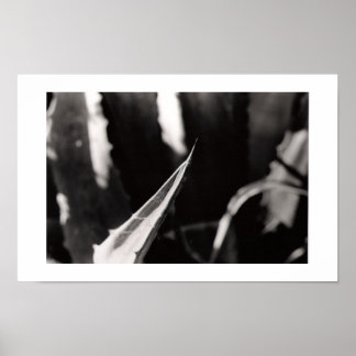 Póster Los Magueyes