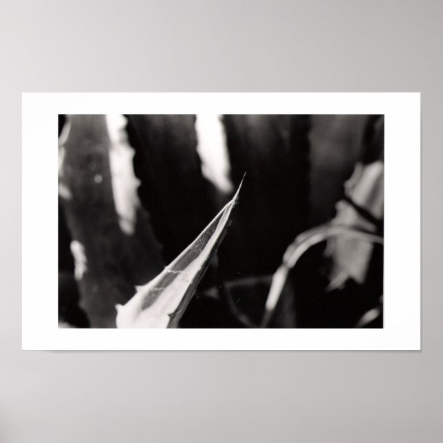 Póster Los Magueyes (Frente)